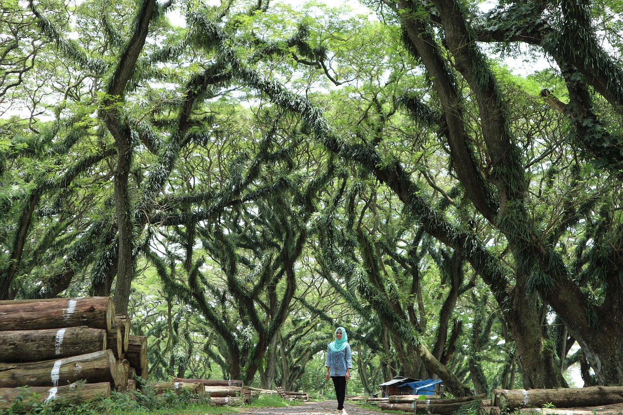 jawatan, nature, tree, trees, scenery, beautiful